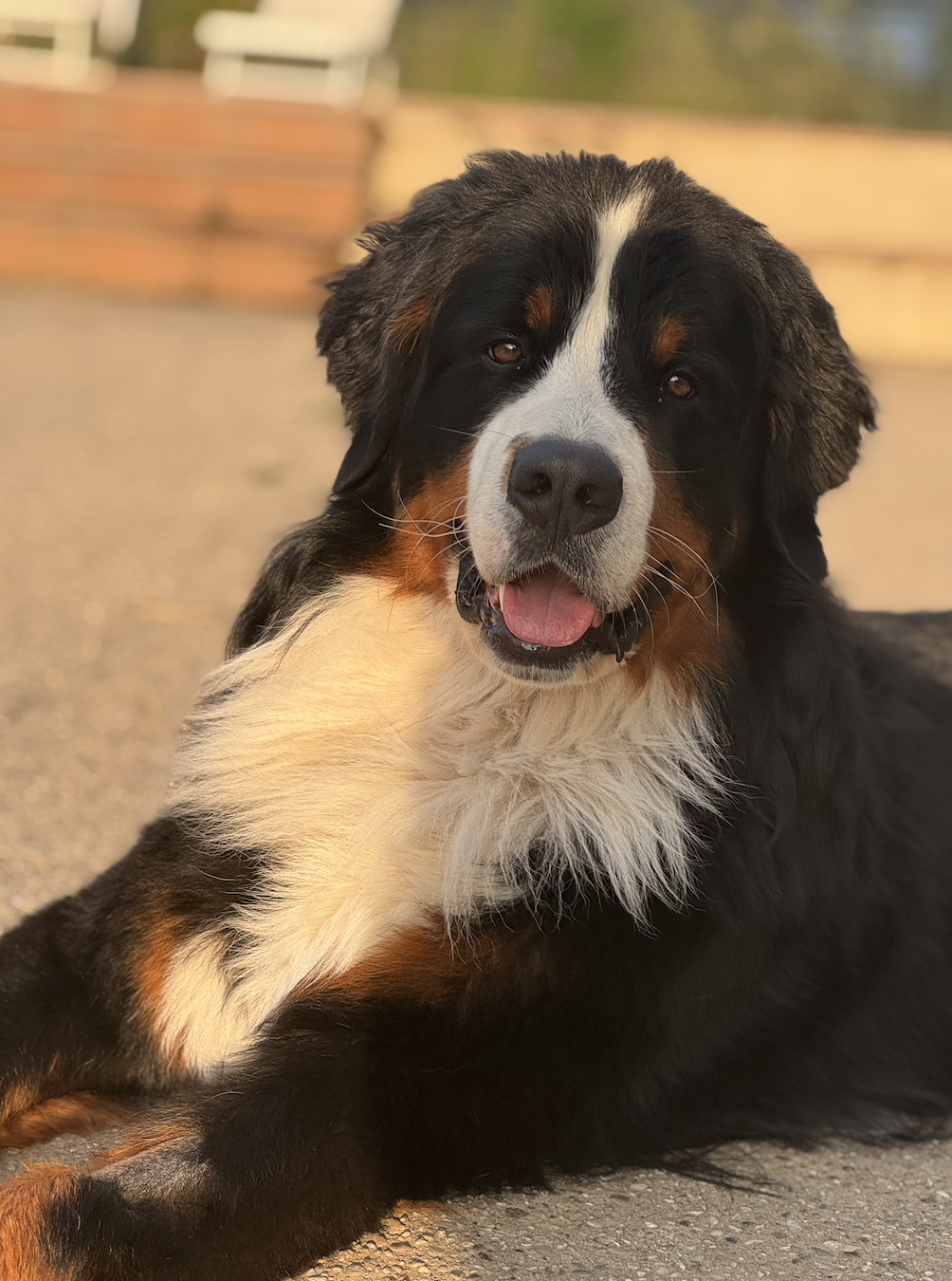 Focus Puchate Perły (Bruno)