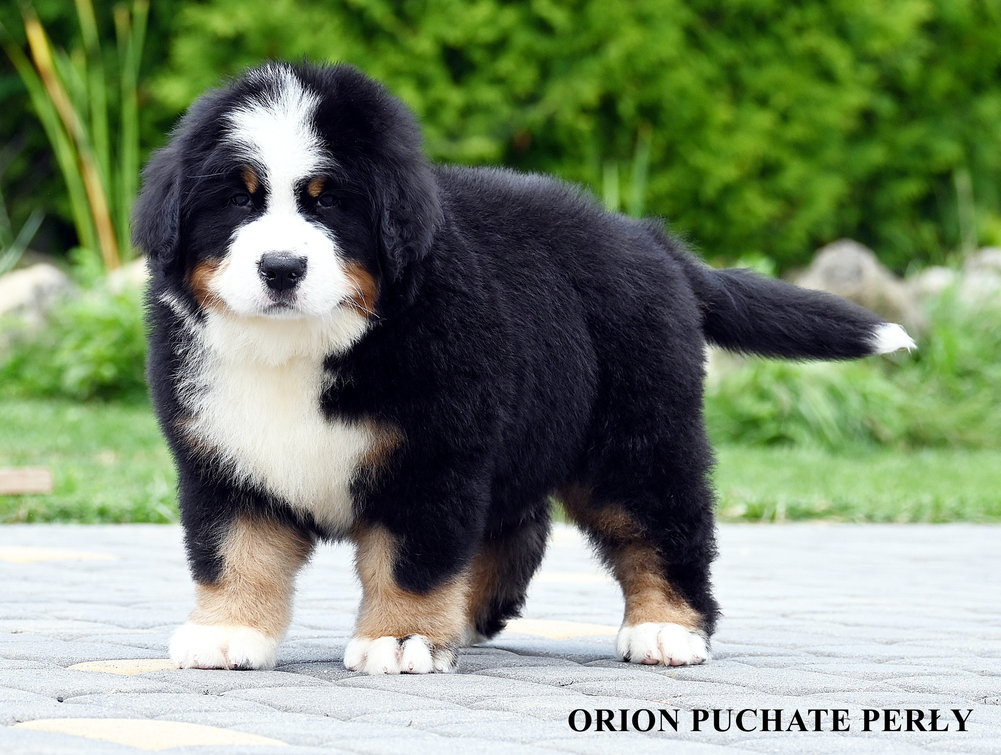 Orion Puchate Perly (Cesare)